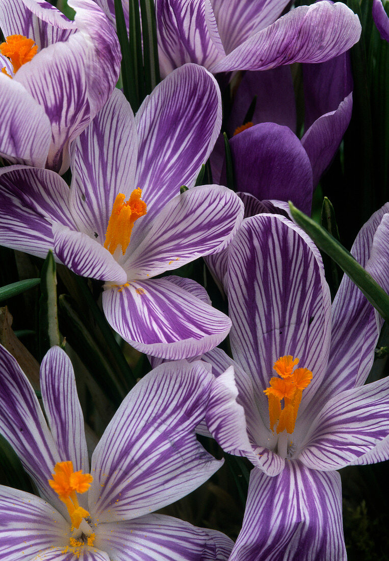 Crocus vernus 'Ladykiller' Krokus