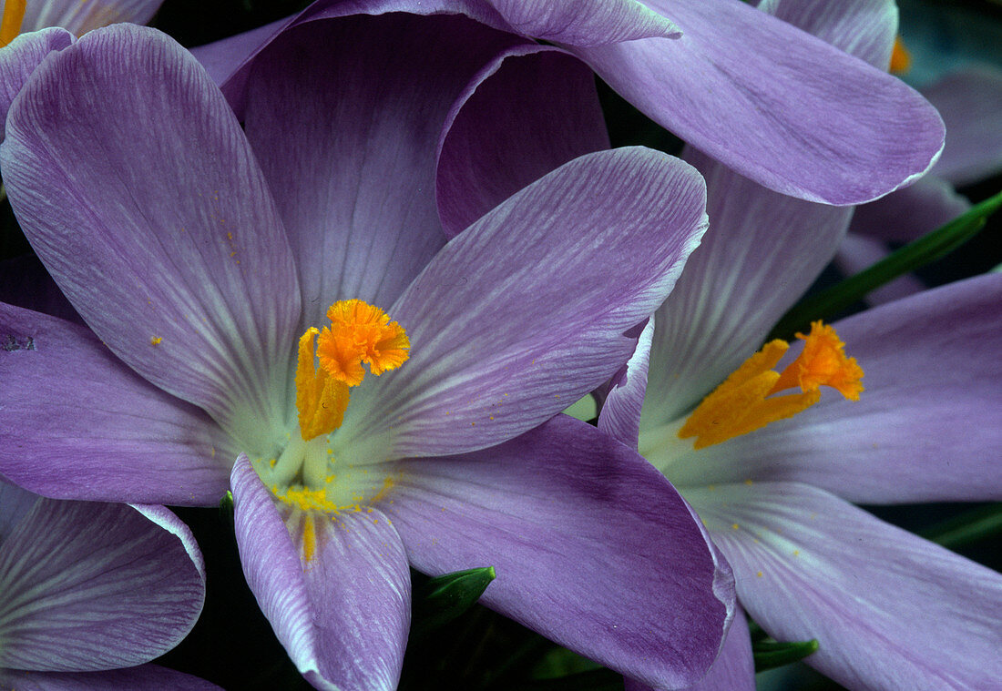 Crocus vernus