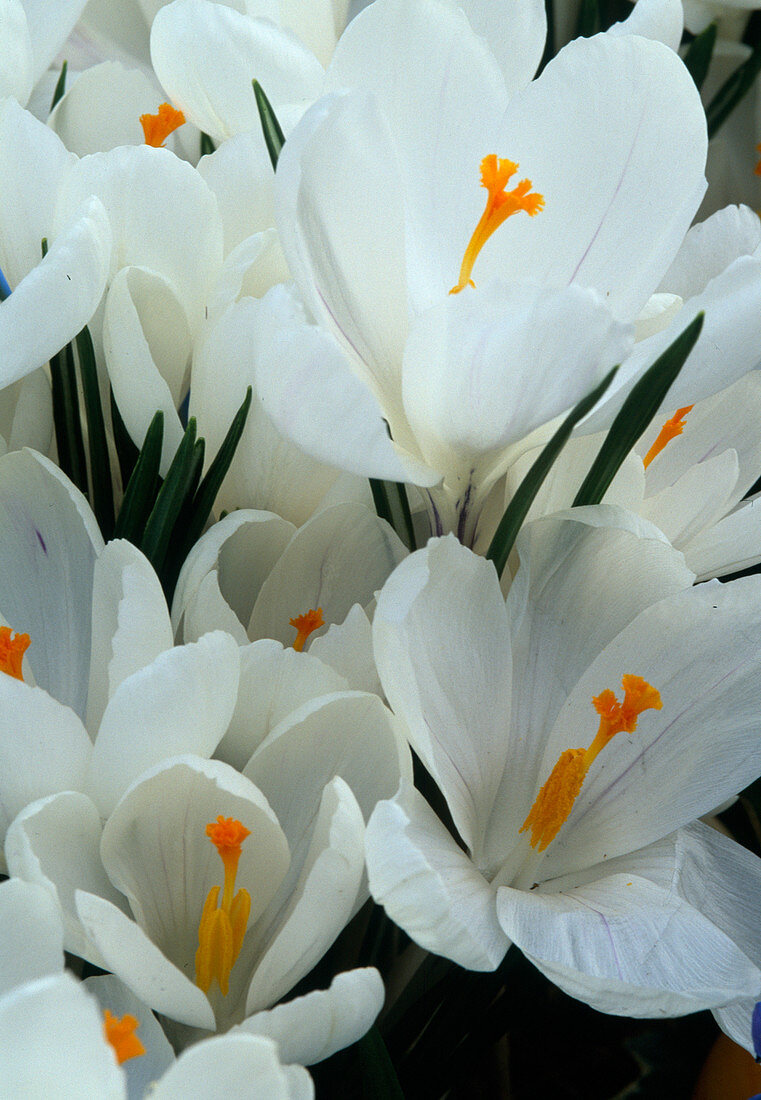 Crocus vernus