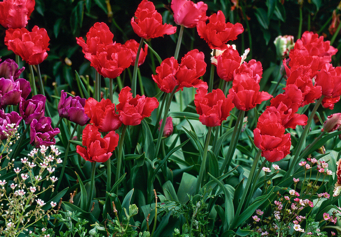 Tulipa-Hybride 'Erna Lindgreen' (Papageientulpe)