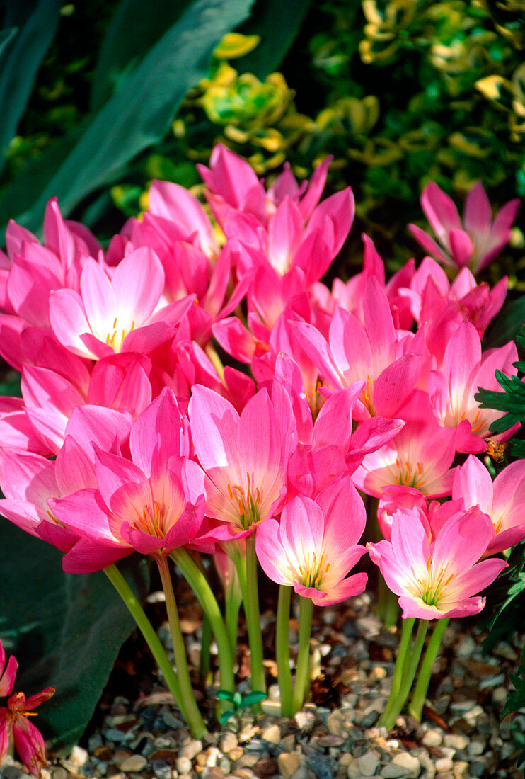 Colchicum hybrid 'Autumn Queen'