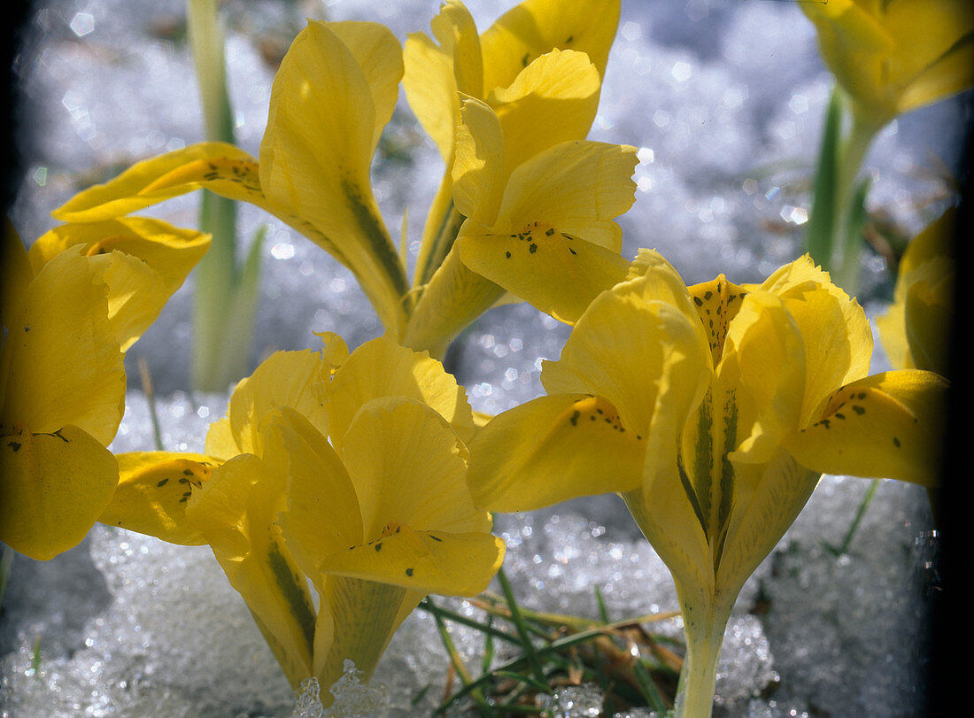 Iris danfordiae in the snow