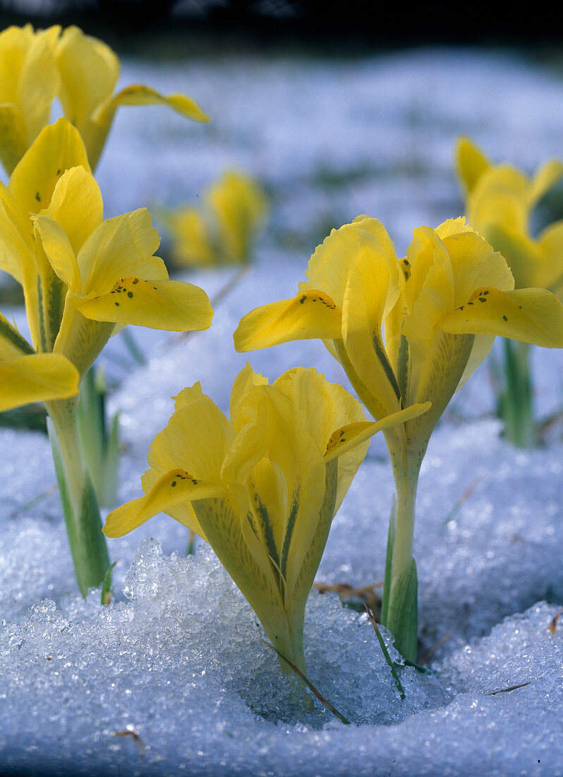 Iris danfordiae im Schnee