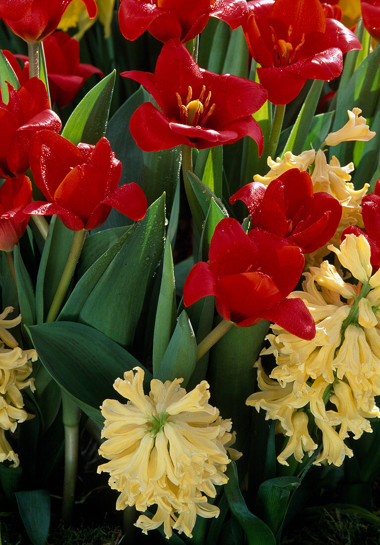 Tulipa 'Showwinner' red early tulip