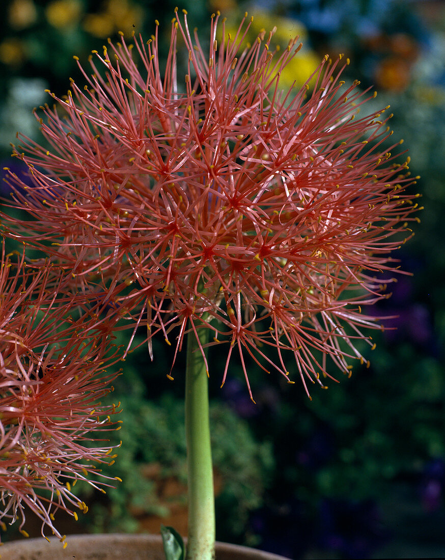 Haemanthus multiflorus