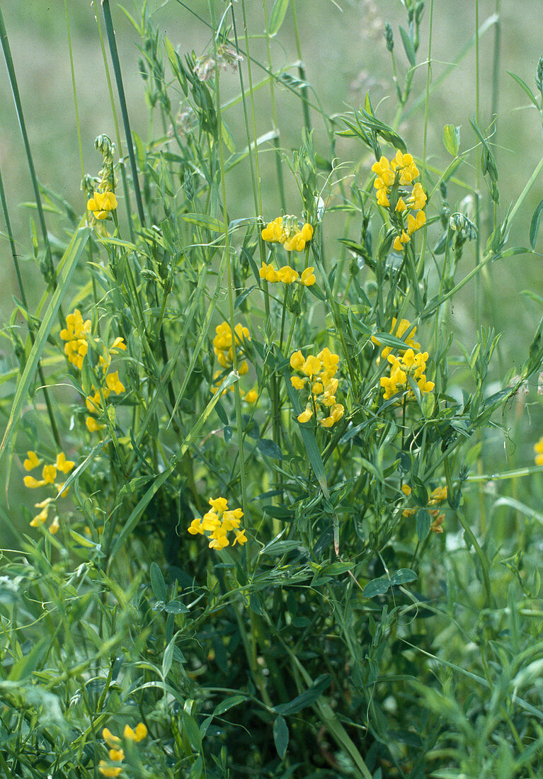 Lathyrus pratensis