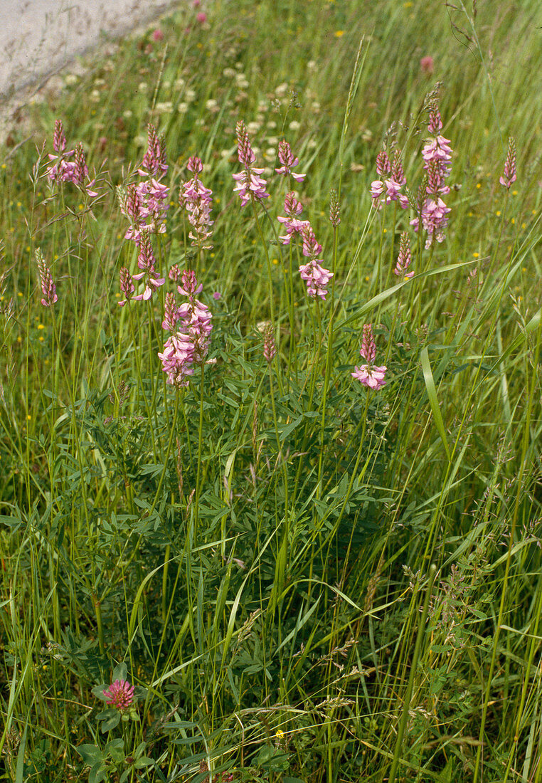 Onobrychis viciifolia