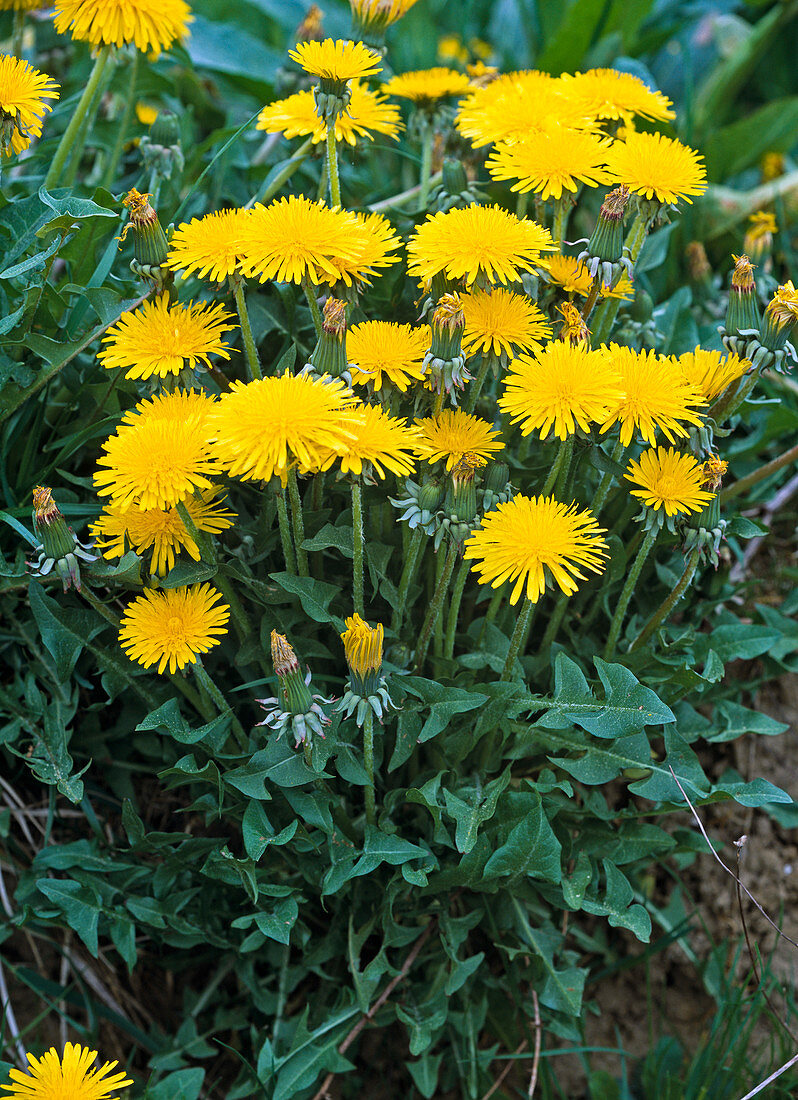 Taraxacum Officinalis