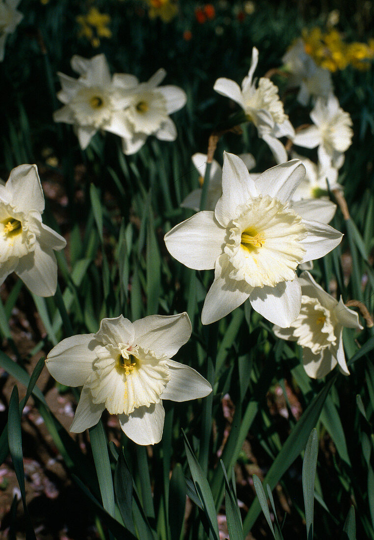 Large-flowered narcissus