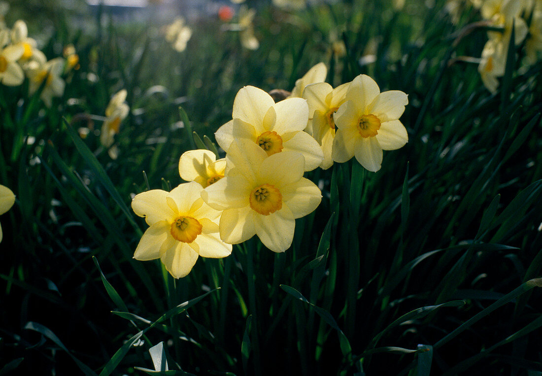 Small crowned narcissus