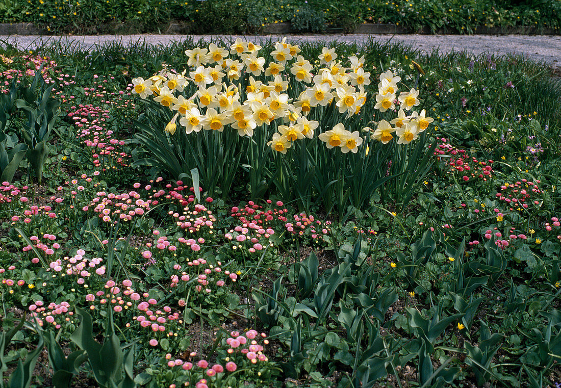 Cupped narcissus