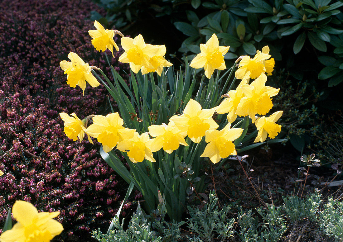 Trumpet narcissus