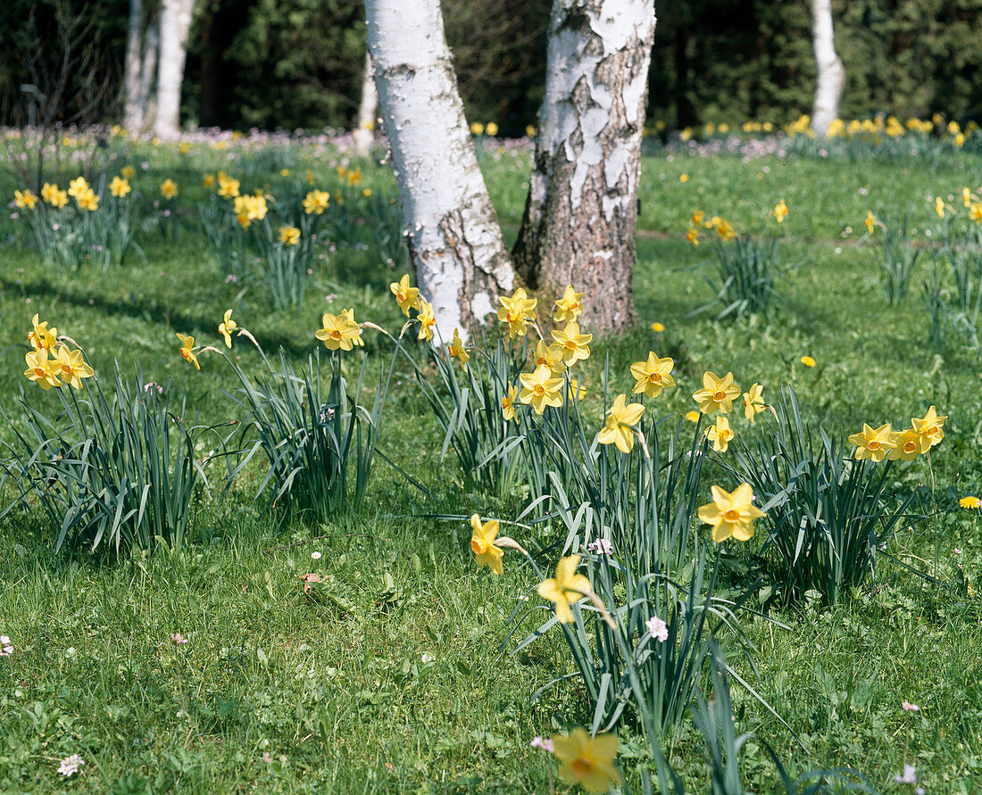 Narcissus jonquilla