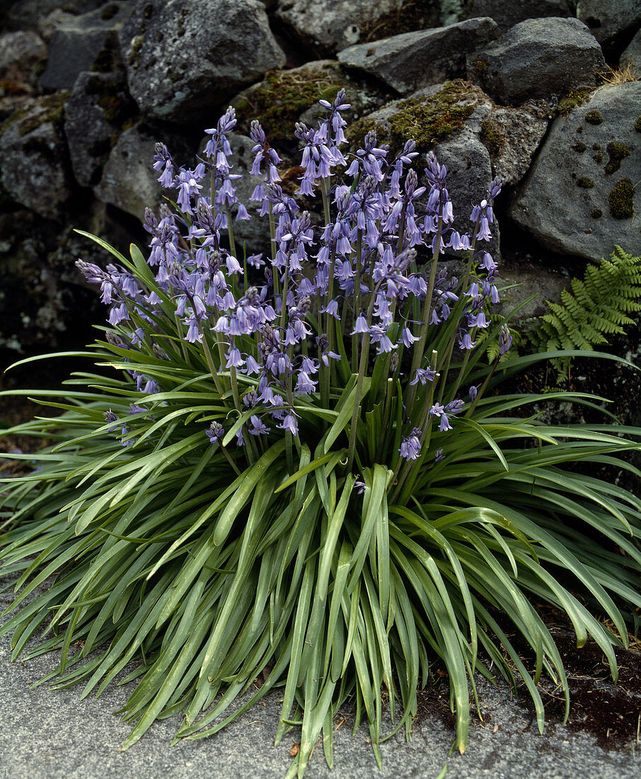 Scilla hispanica