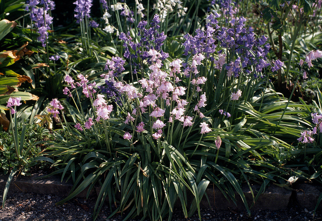 Scilla hispanica