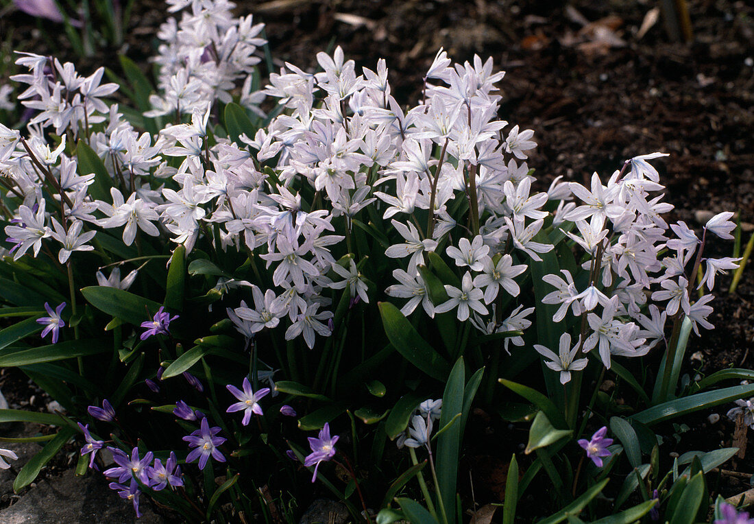 Kaukasischer Blaustern