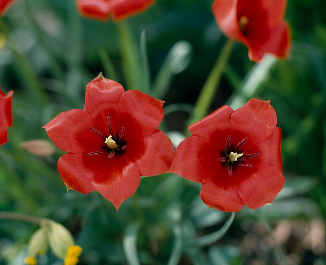 Tulipa linifolia