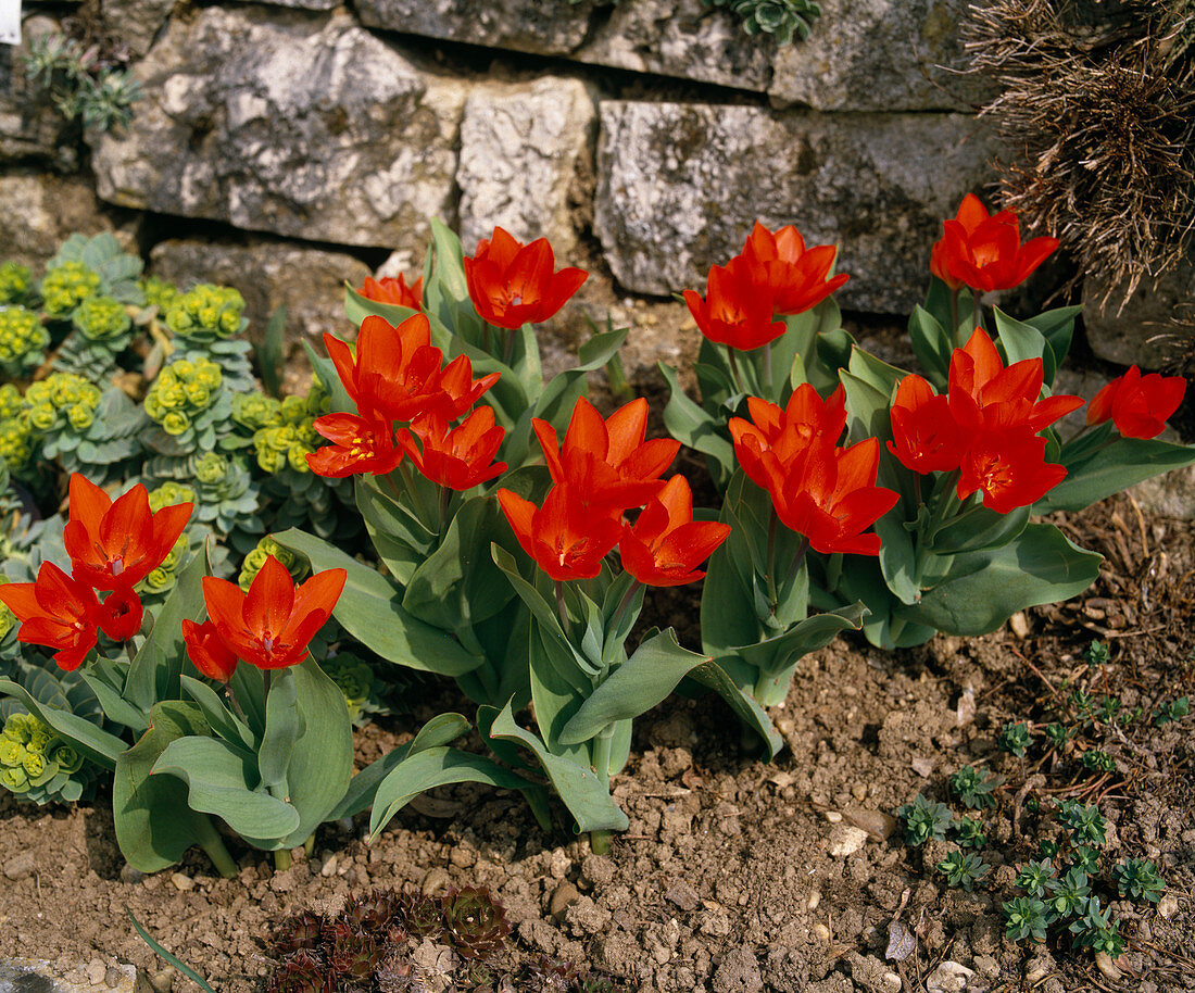 Tulipa praestans