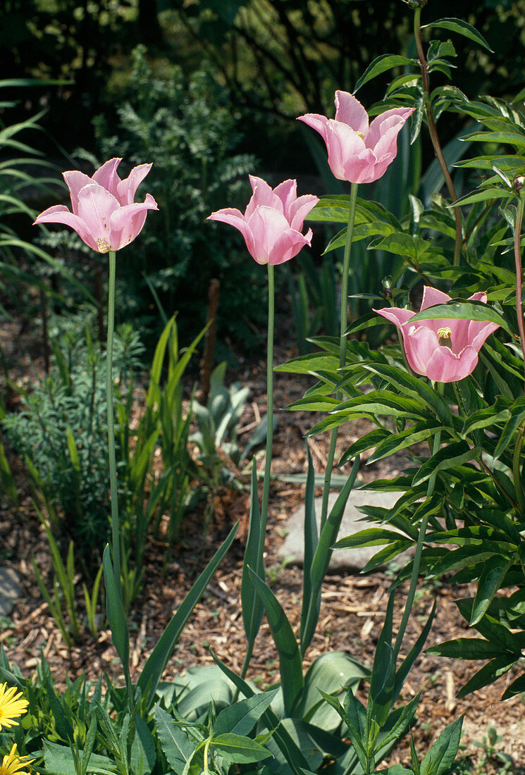 Lily flowered tulip