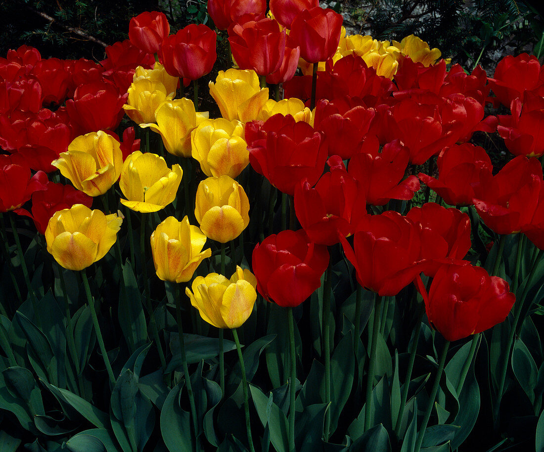 Darwin hybrid tulips in the bed