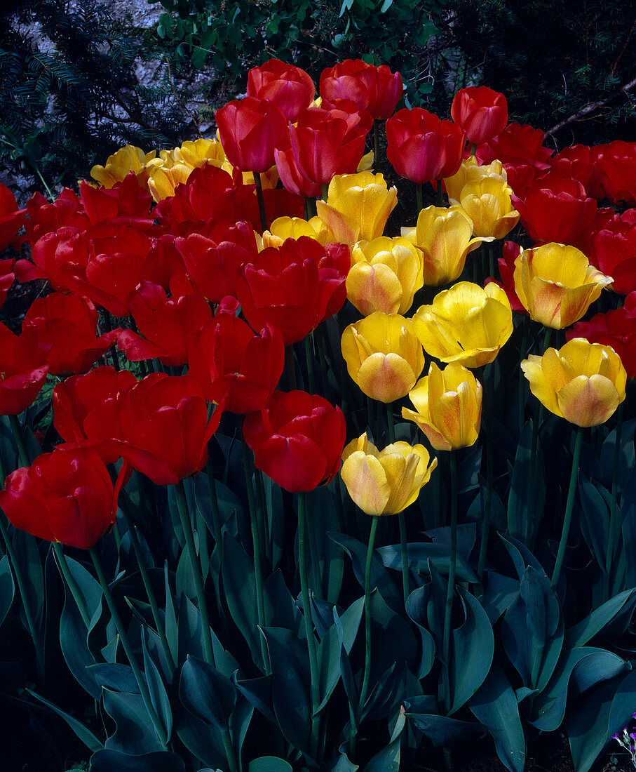 Tulipa (Tulpen), Darwin Hybriden