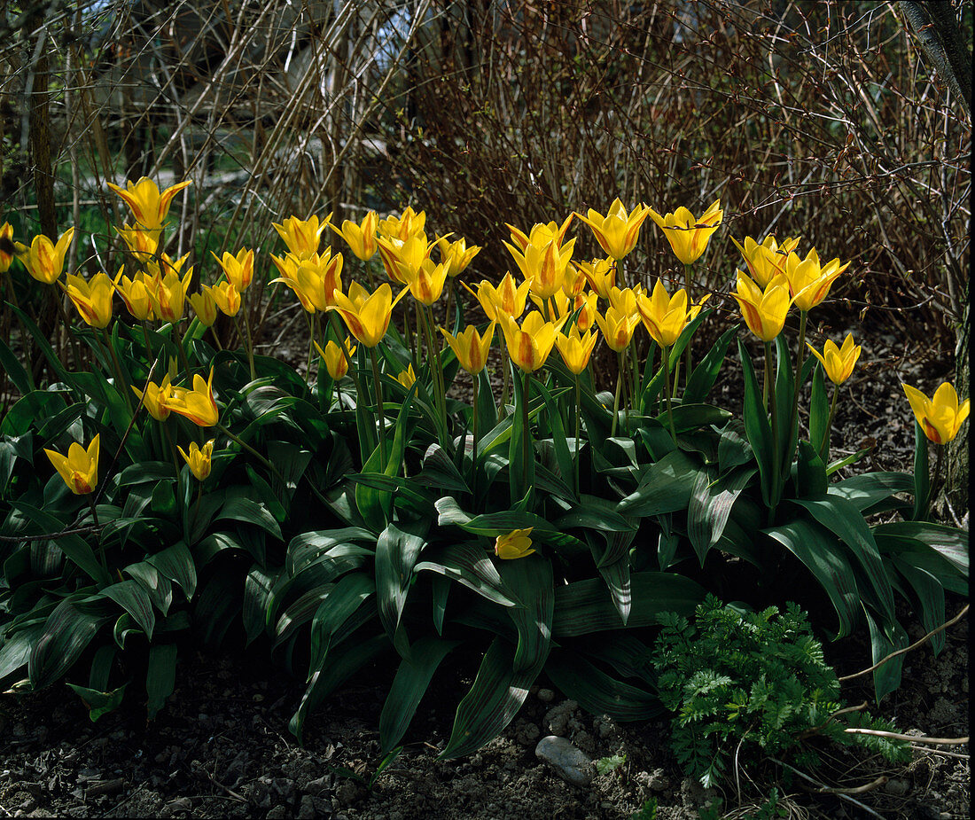 Tulipa kaufmanniana hybrid