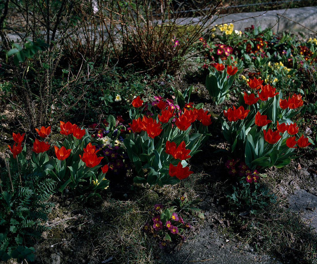 Tulipa praestans