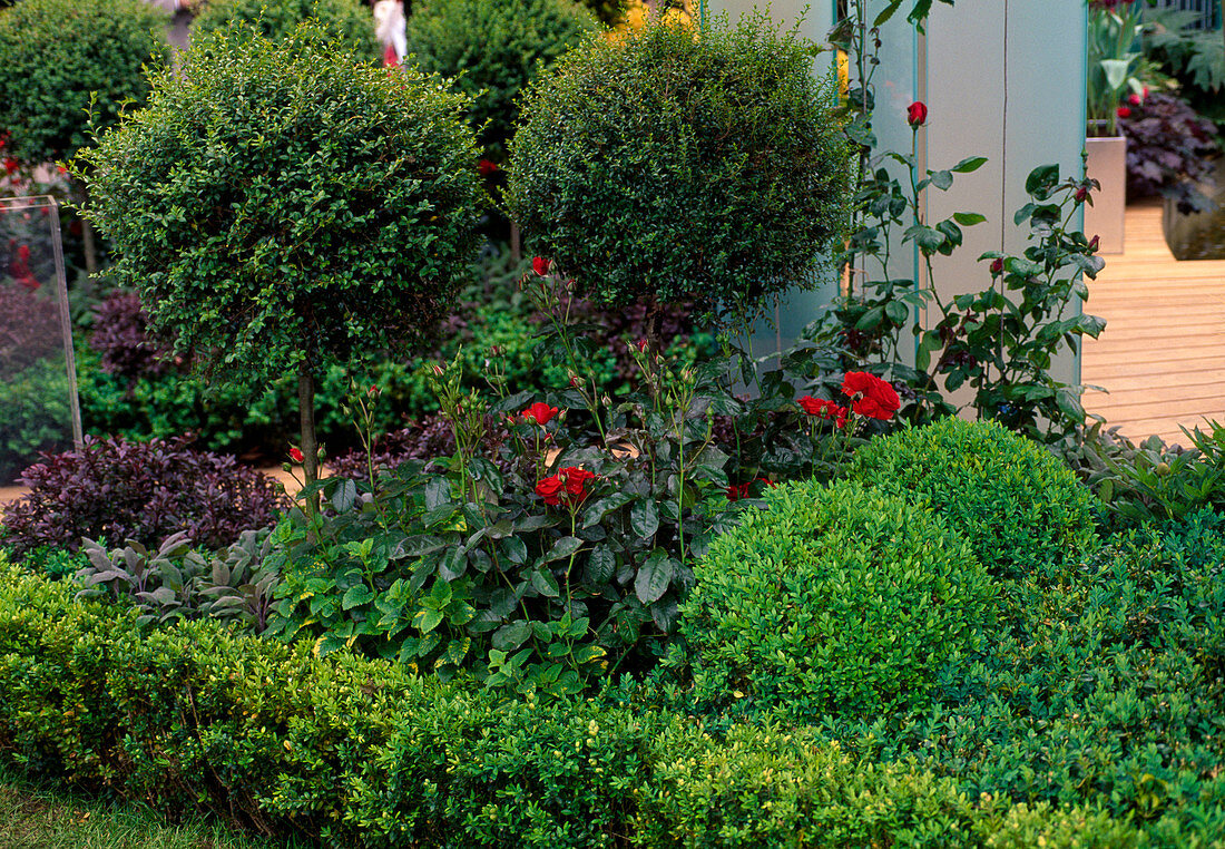 Boxwood balls, boxwood stems, boxwood hedge