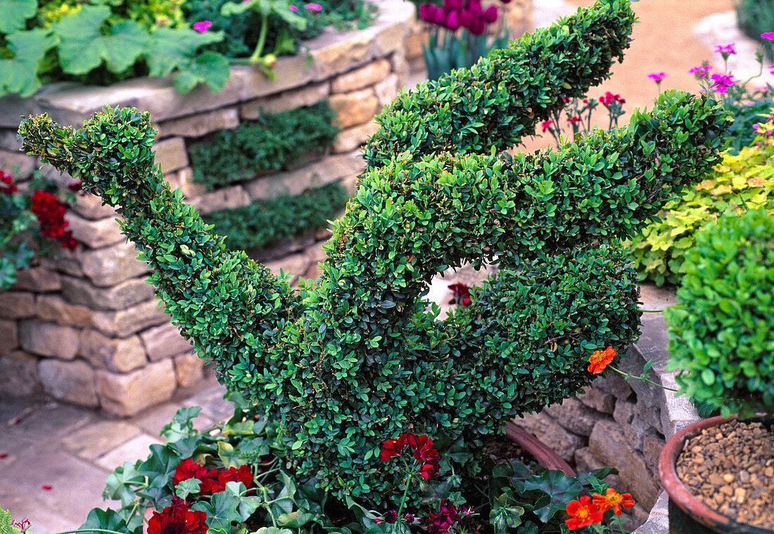 Topiary from Box, bird