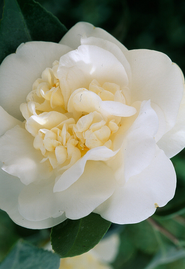 Camellia japonica 'Bianco Grande Doppio'