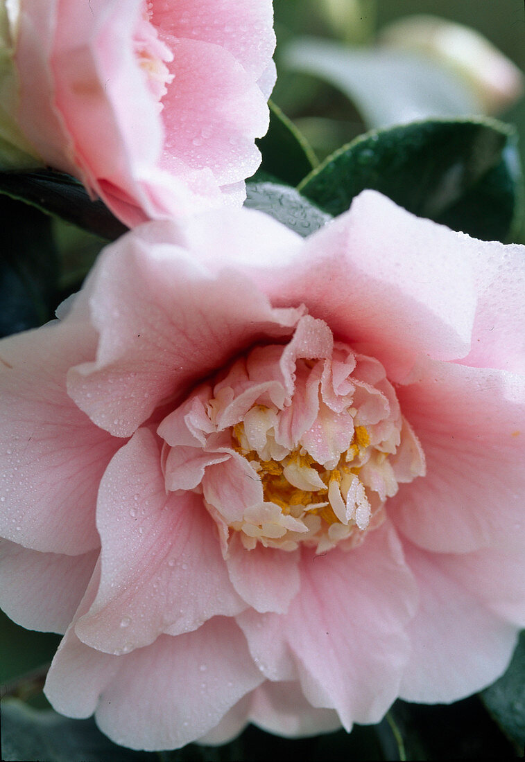 Camellia japonica 'Wilson'