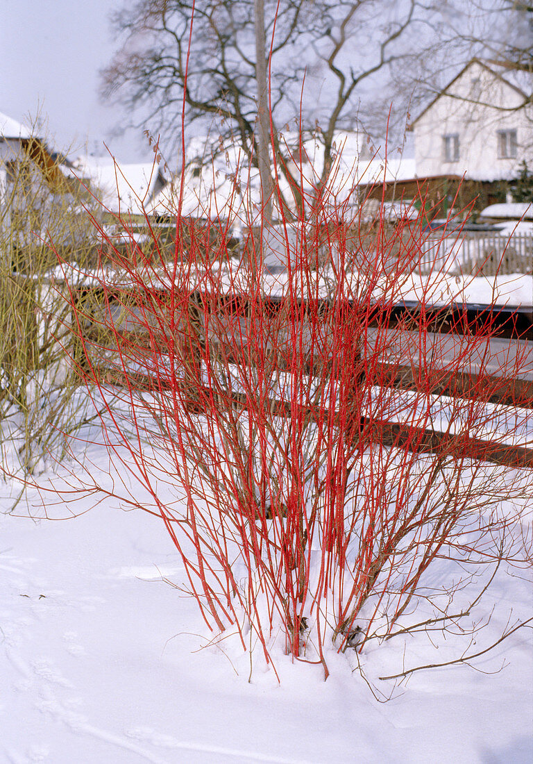 Cornus alba 'Sibirica'