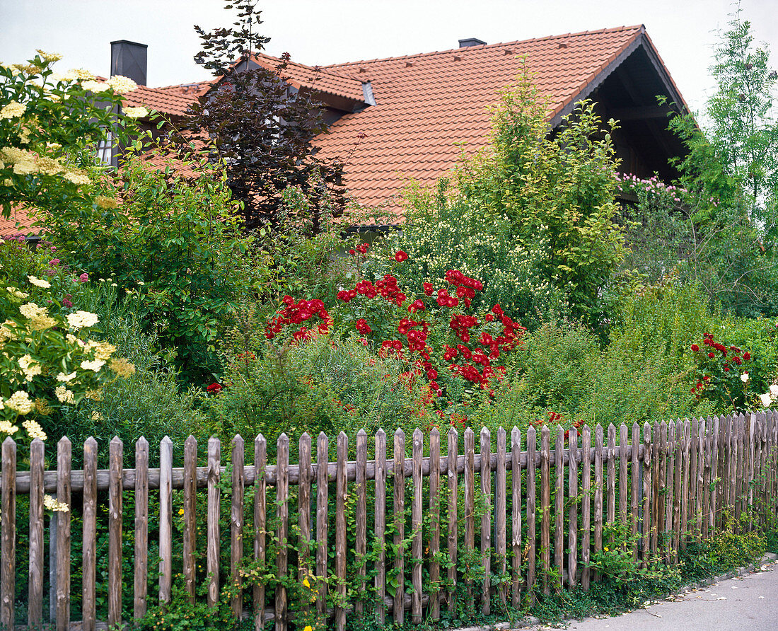 Privacy screen made of various shrubs