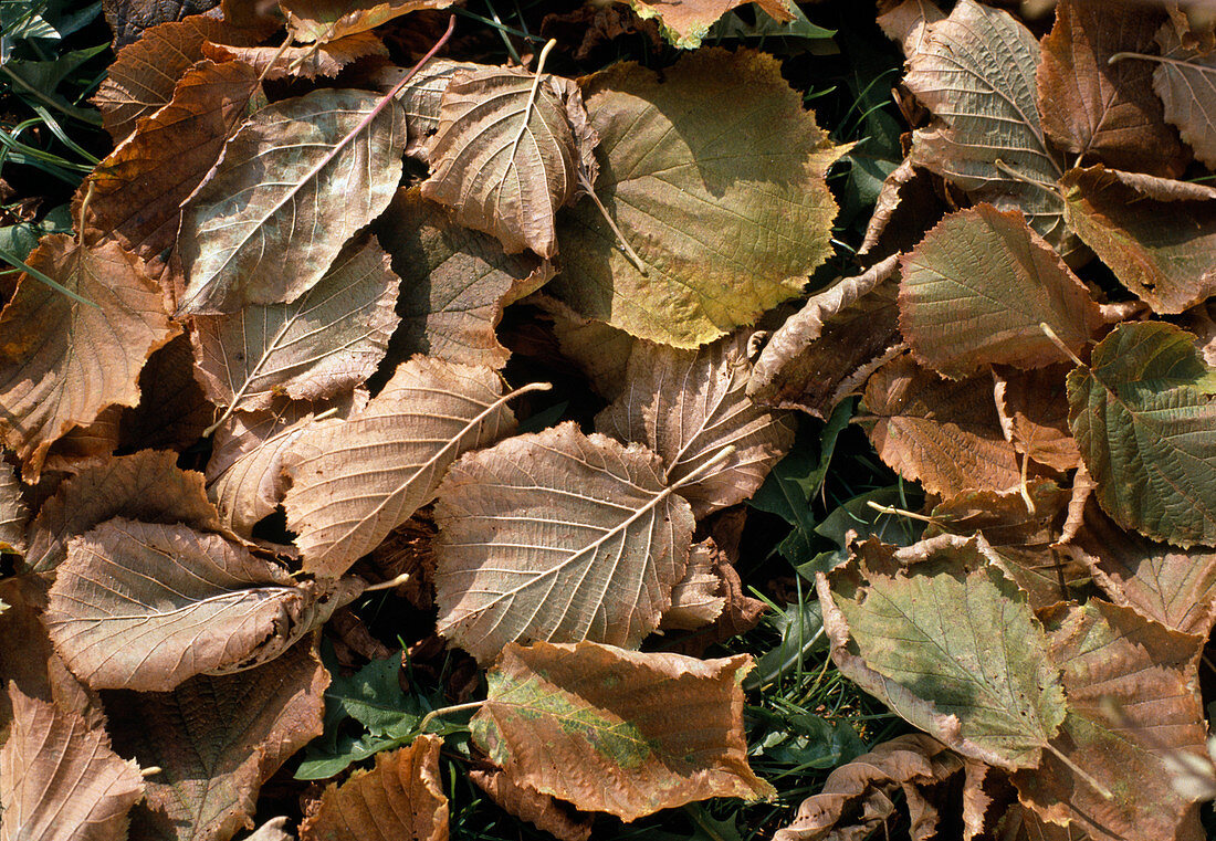 Falling leaves of hazel bush