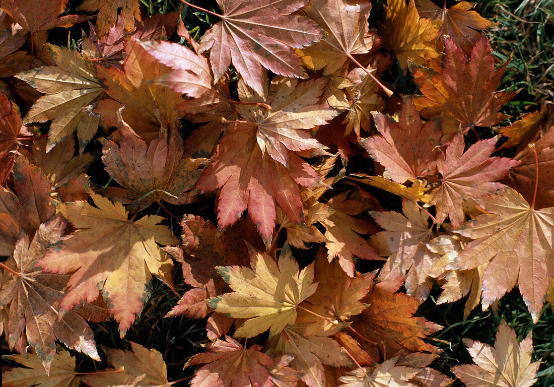 Falling leaves from Schilthorn