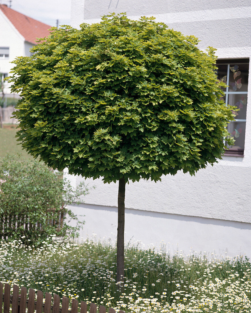 Acer platanoides 'Globosum'