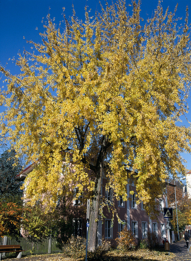 Acer saccharinum