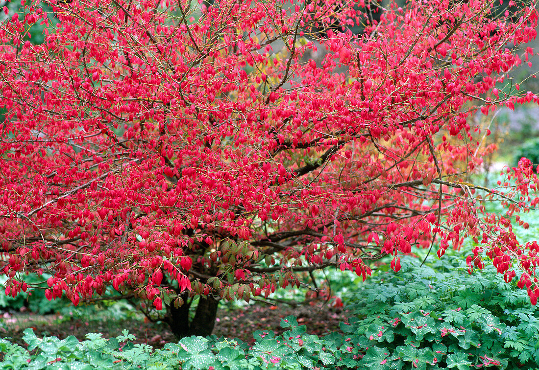 Euonymus alatus 'Compactus'