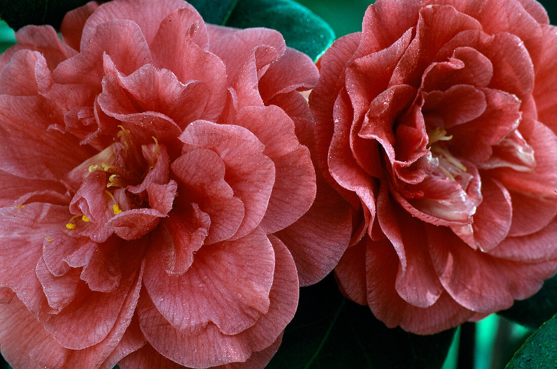 Camellia japonica 'Rosendale's Beauty'