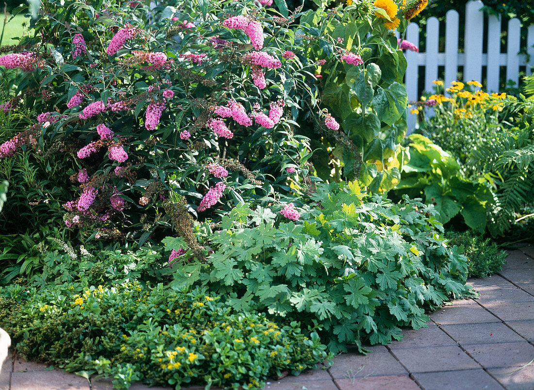 Buddleja davidii ( butterfly bush), Heuchera