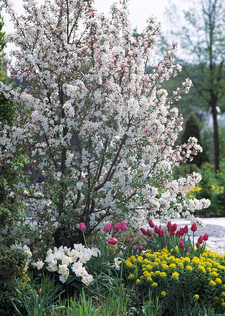 Malus 'Evereste' (Ornamental apple, Tulipa 'Cardinal Mindszenty'