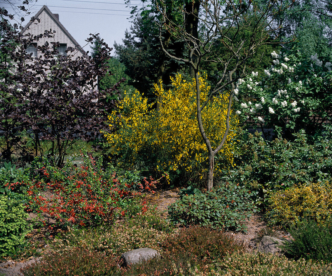 Chaenomeles (Zierquitte), Syringa cystius x Praecox