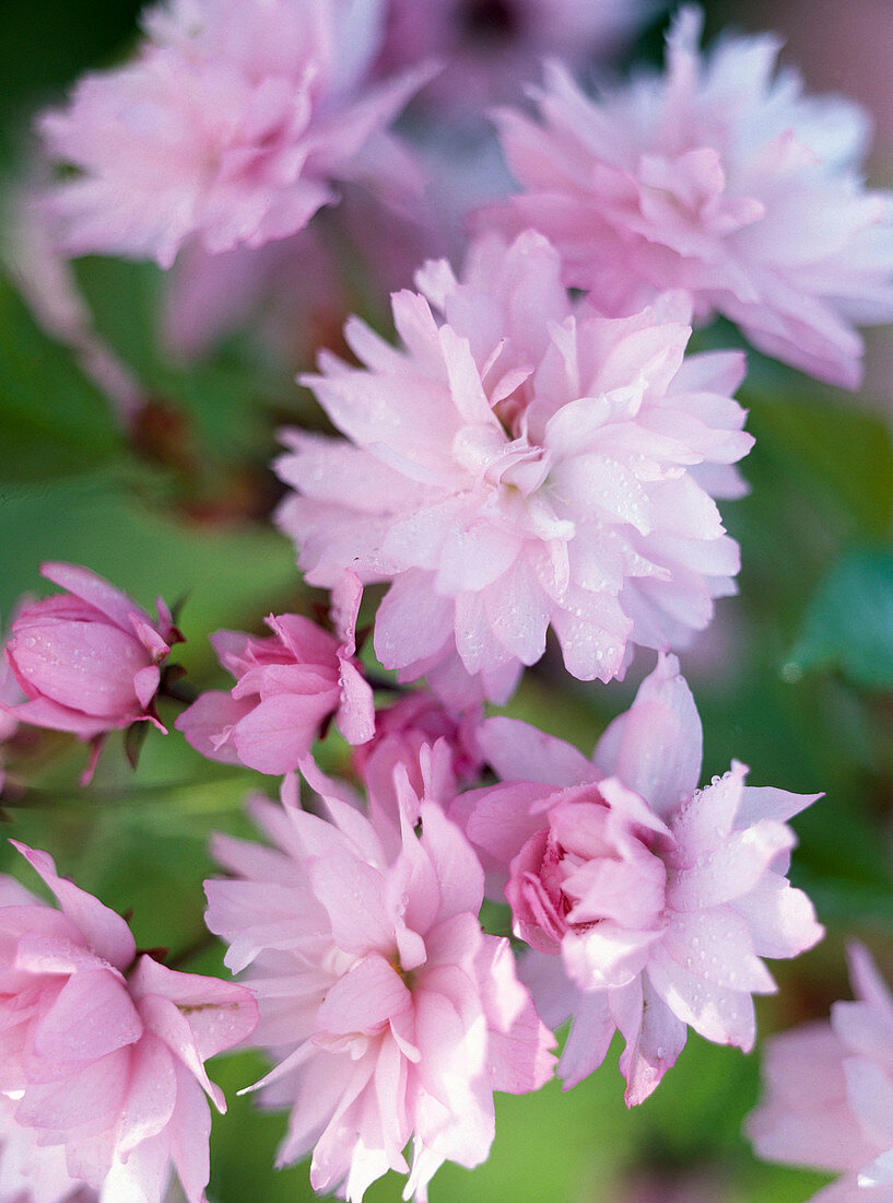 Prunus serrulata 'Kiku-shidare-zakura'- blooming hanging cherry