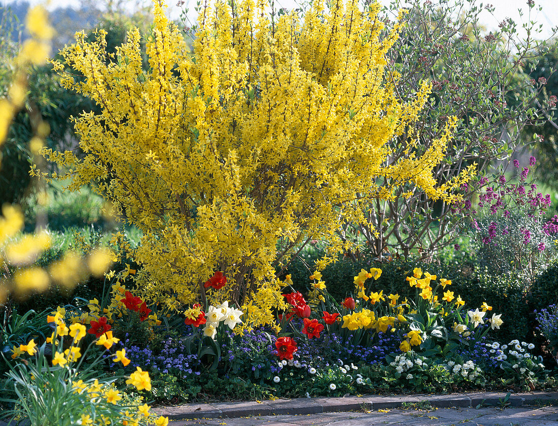 Forsythia 'Lynwood Gold' (Goldbell), Narcissus (Narcissus)