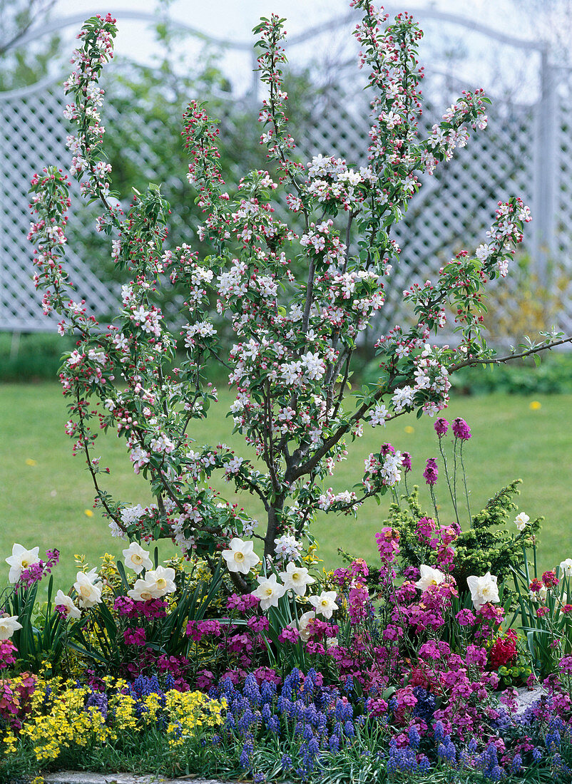 Malus 'Golden Hornet' / Zierapfel, Narcissus / Narzissen, Erysimum