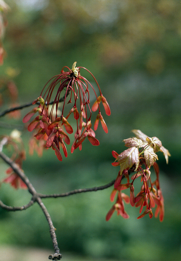 Acer rubrum