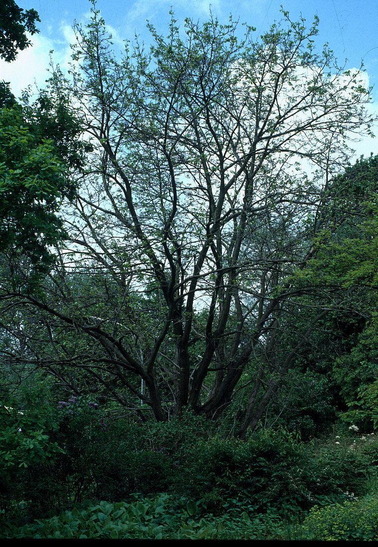 Ailanthus altissima (Götterbaum)