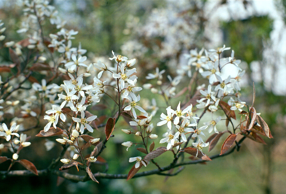 Amelanchier canadensis Blüte