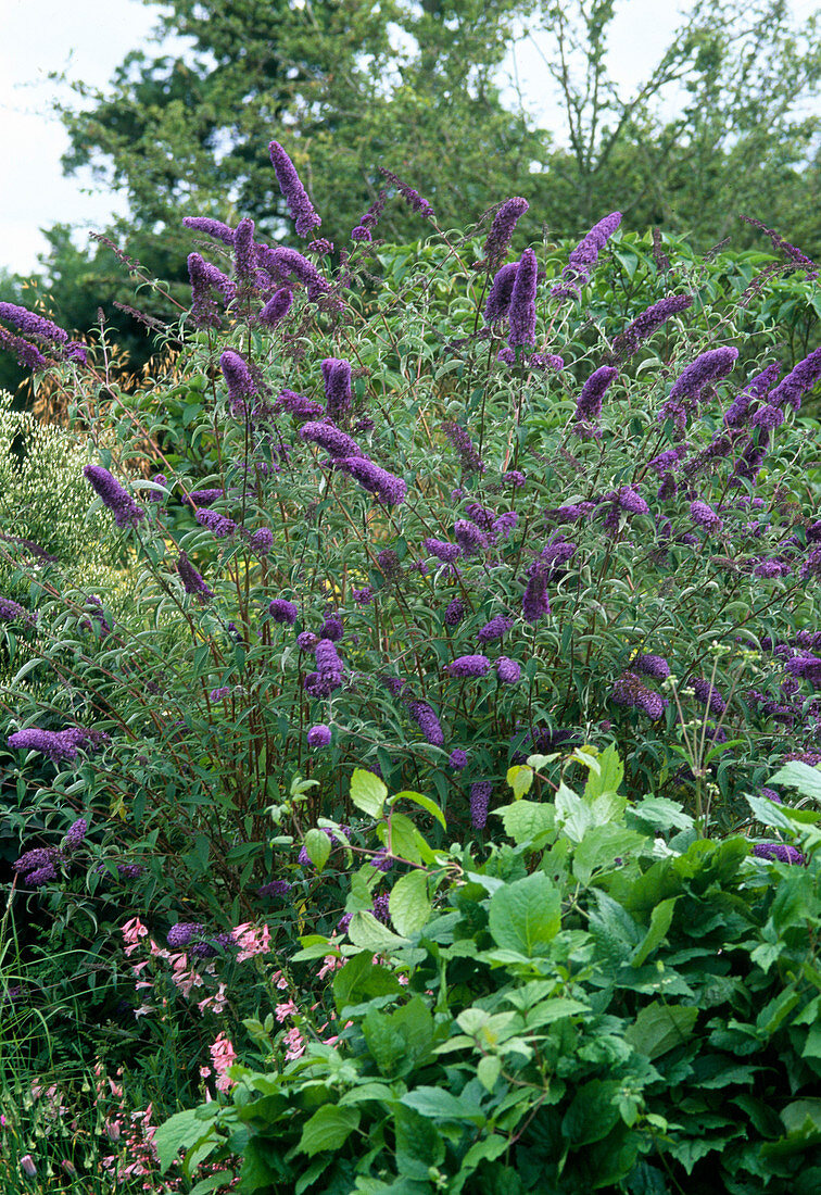 Buddleia davidii