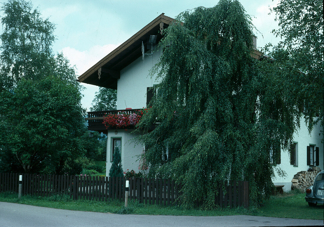 Betula verrucosa 'Tritis' Trauerbirke